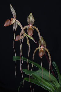 Paph. Prince Edward of York Koblik AM 80 pts.